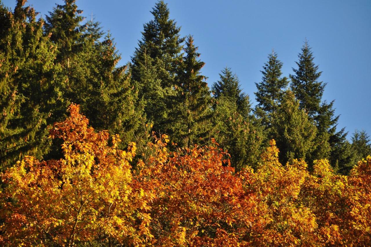 Flair-Hotel Waldfrieden Schwarzatal Экстерьер фото